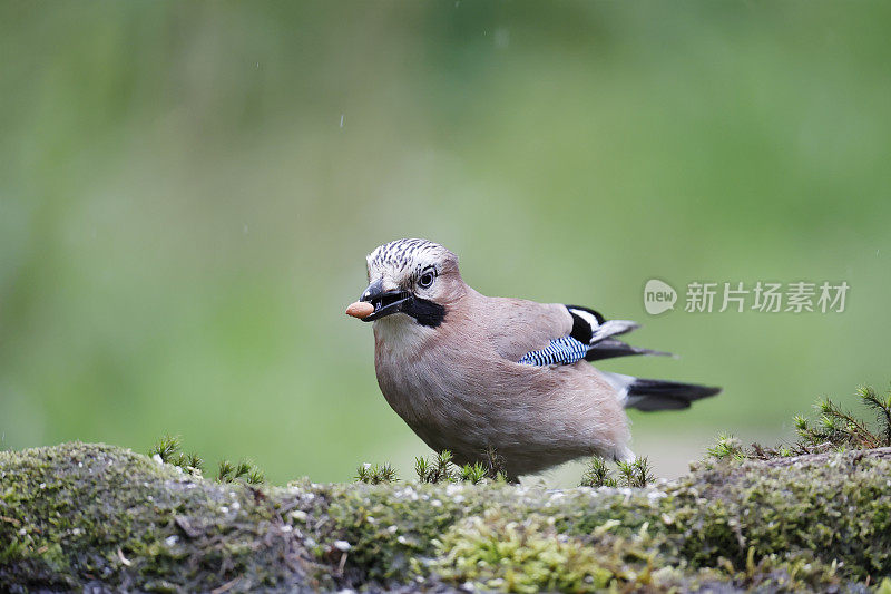 欧亚松鸦(Garrulus glandarius)